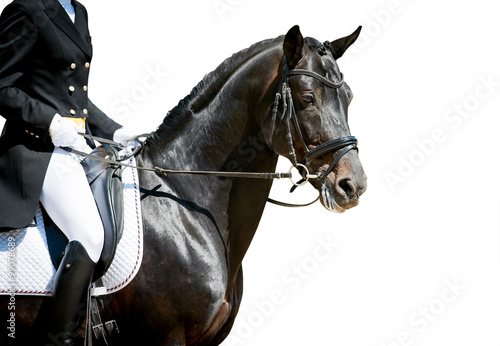 dressage horse portrait on white before the competition