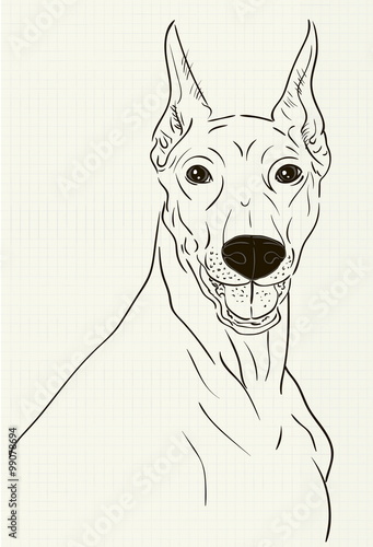 Doberman ink drawing on notebook sheet