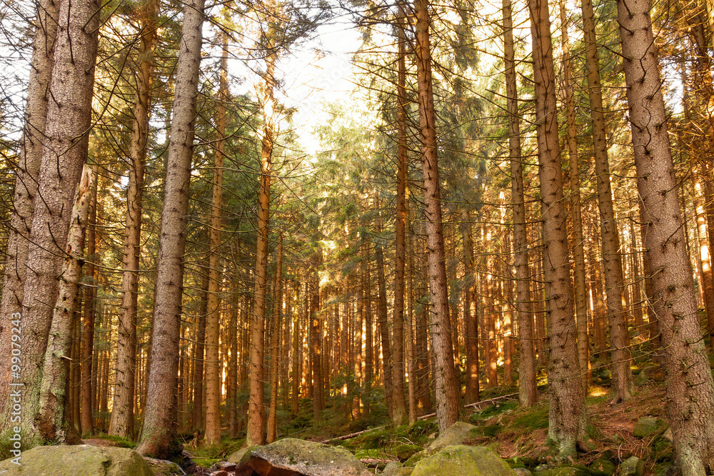 Wald im Harz