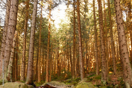 Wald im Harz