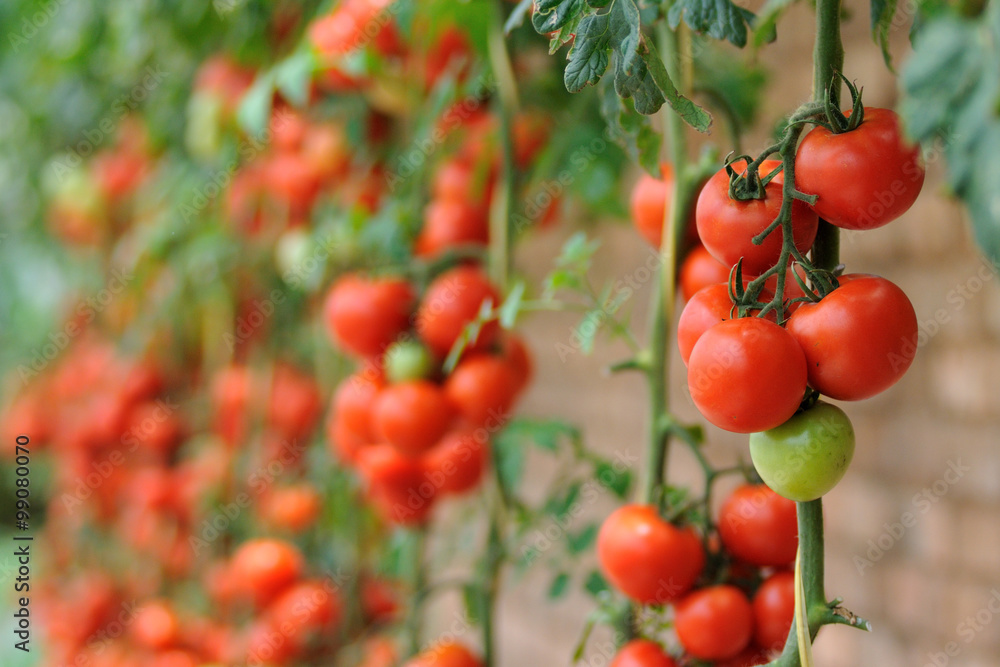 Tomatoes farm