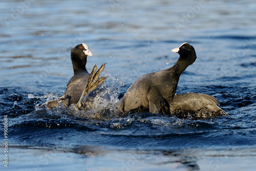 Eurasian Coot, Coot, Fulica atra