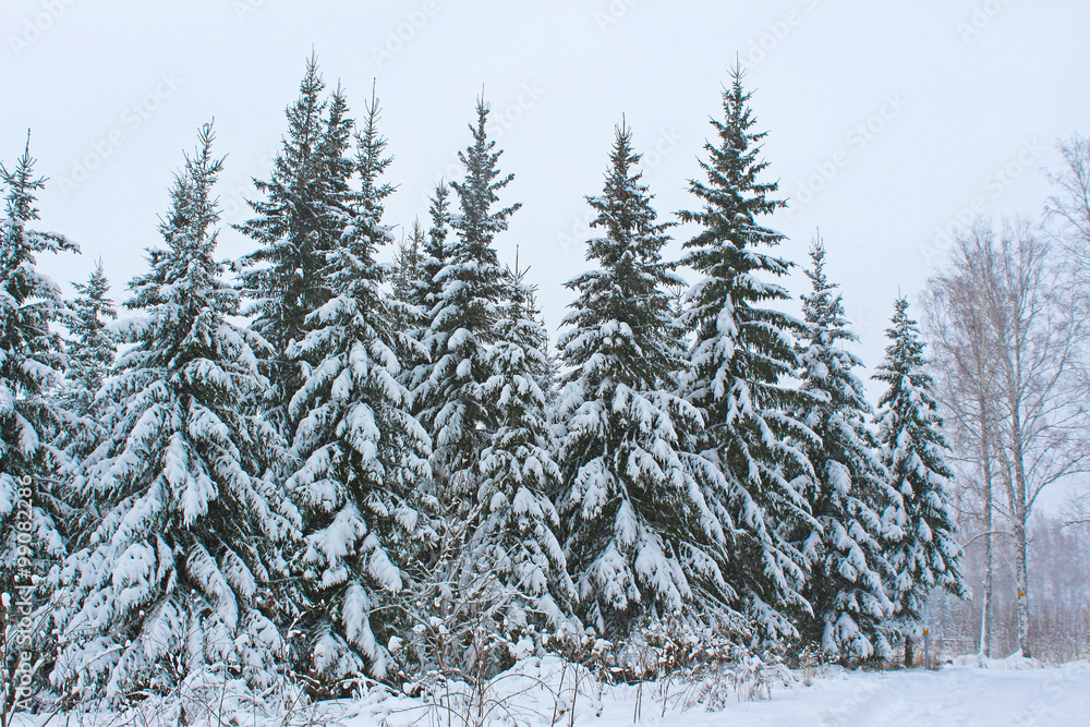 Fototapeta premium Beautiful snowy forest cold winter in December