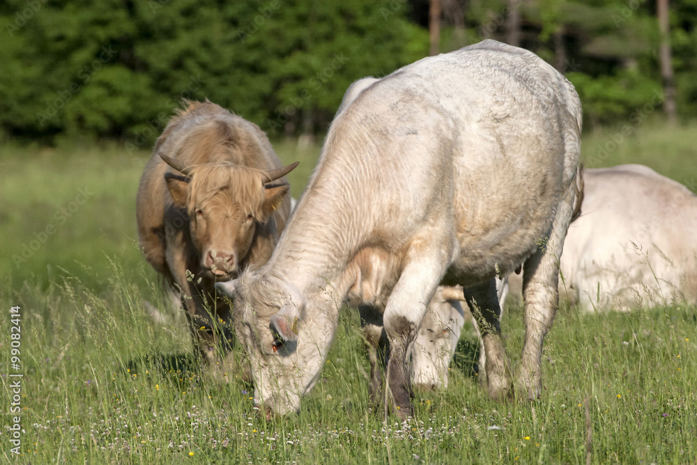 Obraz premium Cattle pasture in grassland. There is animals of Charolais cattle and crossbreeds. It is free range organic farming cattle herd. Cow and calf.