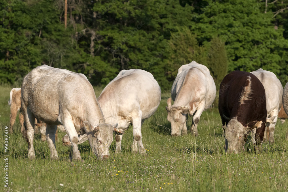 Many cattle pasture in grassland. There is Charolais cows and Hereford bull. It is free range organic farming cattle herd.