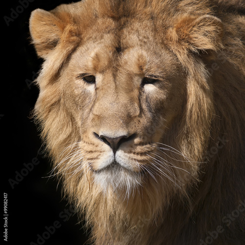 Fototapeta Naklejka Na Ścianę i Meble -  Sunlit face of a young Asian lion. Animal portrait of the King of beasts. Greatness and wild beauty of the severe big cat. Calm look of the most mighty raptor of the world.