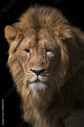 Wild beauty of a young Asian lion. Sunlit face and splendid mane of the King of beasts. Calm greatness of the most dangerous predator of the world.
