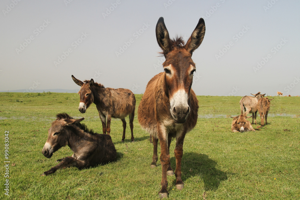 Fototapeta premium Herd of wild donkeys resting in the meadow