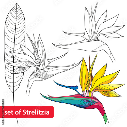 Fototapeta Naklejka Na Ścianę i Meble -  Set of Strelitzia reginae or bird of paradise flower and leaf isolated on white background.