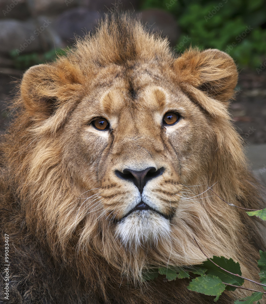 The face portrait of a calm lion. The head of the King of beasts, biggest  cat