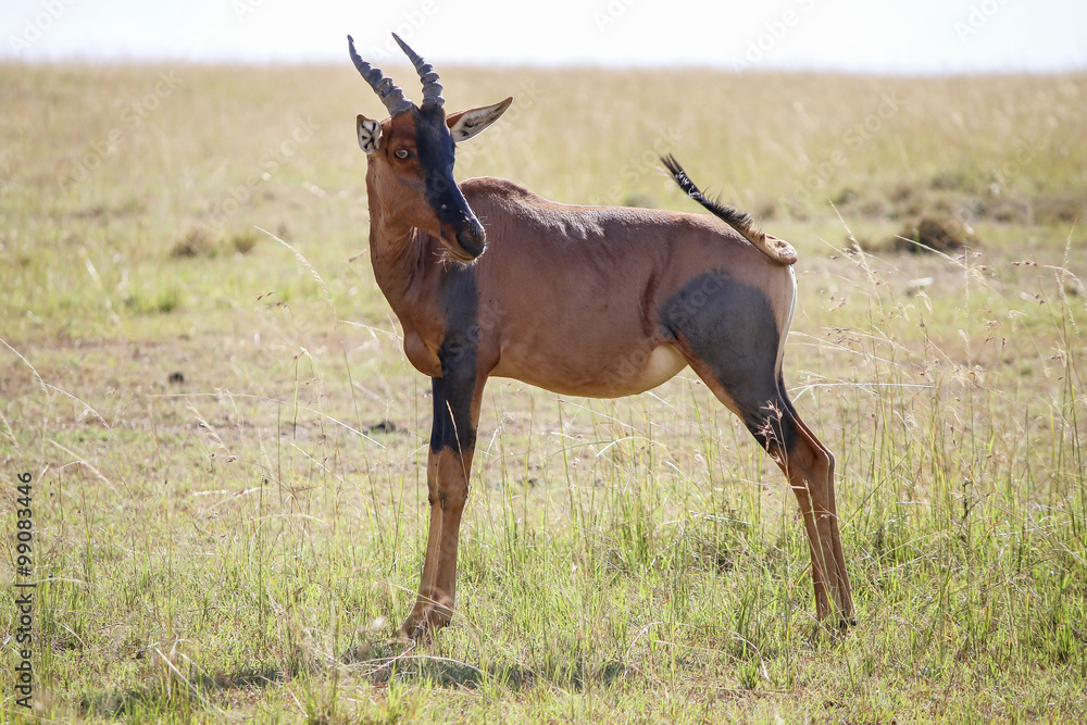 Naklejka premium Antilope