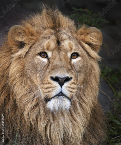 Het gezichtsportret van een kalme leeuw. De koning der beesten, de grootste kat ter wereld. Het gevaarlijkste en machtigste roofdier ter wereld. Schoonheid van de wilde natuur.