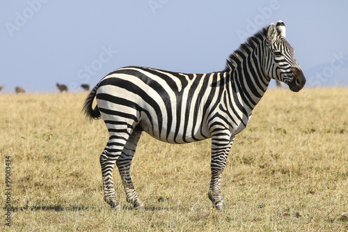 Zebra