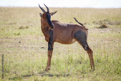 Antilope