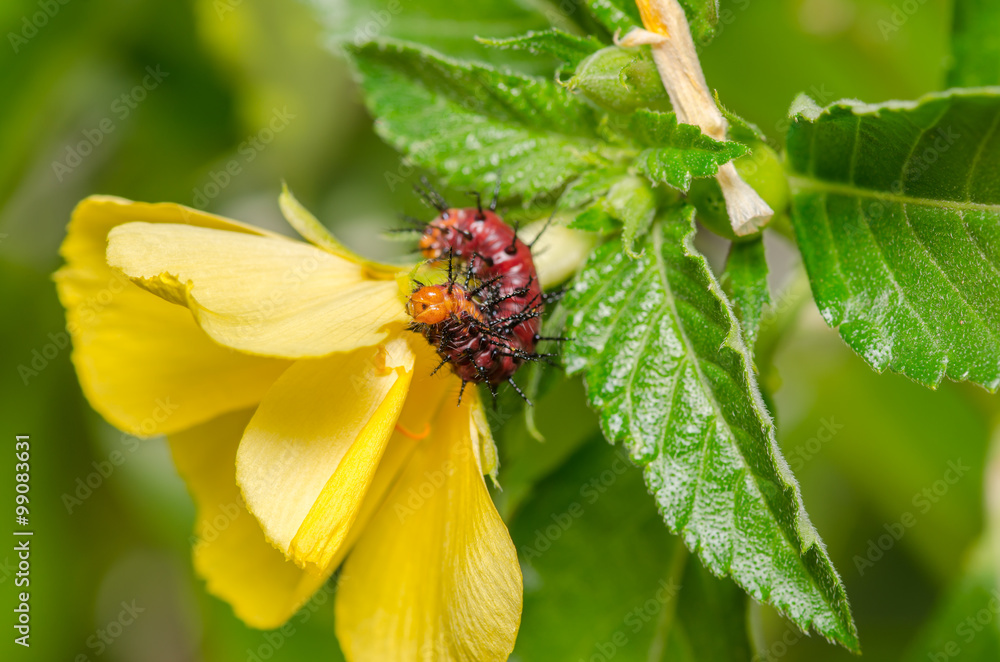 Dark red caterpillar on green leaf and yellow flower Dark red caterpillar on green leaf and yellow flower