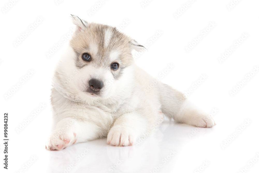 Cute Siberian husky puppy Cute Siberian husky puppy