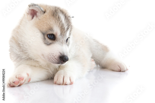 Cute Siberian husky puppy