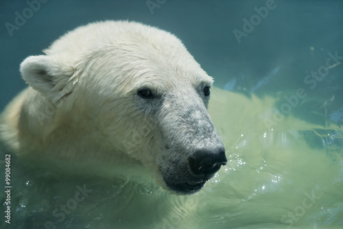 The head of a young polar bear, swimming in basin.