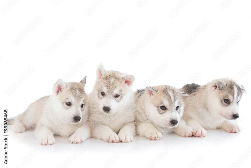 Fototapeta premium Cute siberian husky isolated background