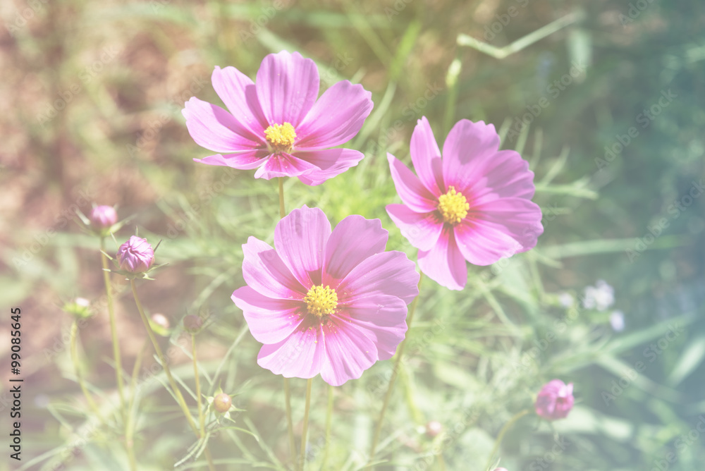 sweet color cosmos flowers sweet color cosmos flowers