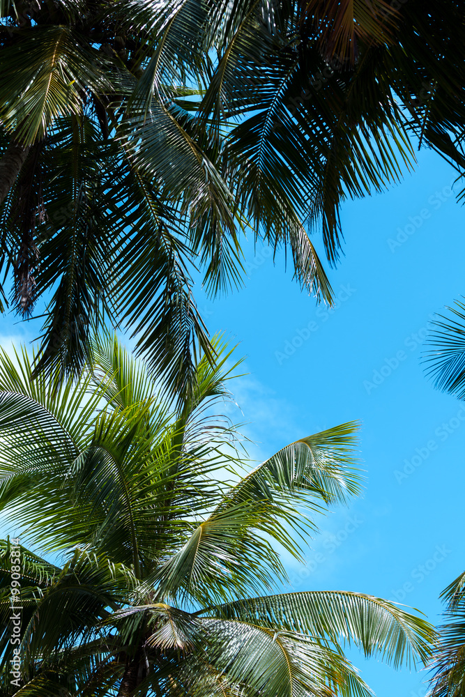 Blue sky with a few clouds and palm trees
