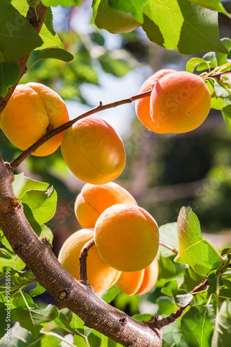 Ripe apricots on a tree