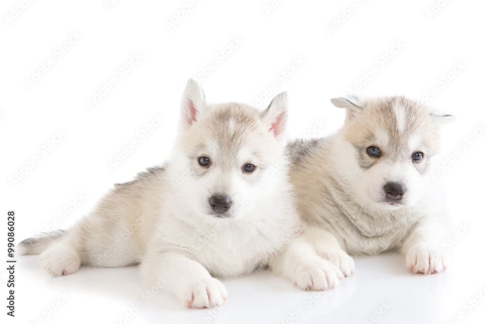 Fototapeta premium Cute Siberian husky puppy