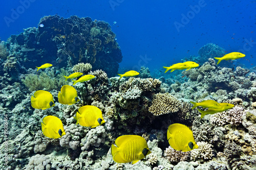 Obraz na płótnie Shoal of Butterflyfish and Yellowsaddle Goatfishfish on the coral reef w salonie