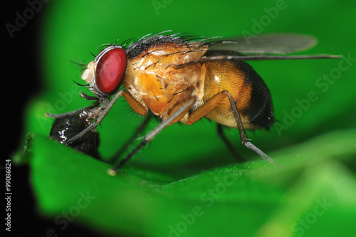 Obraz na plátně Fruit fly