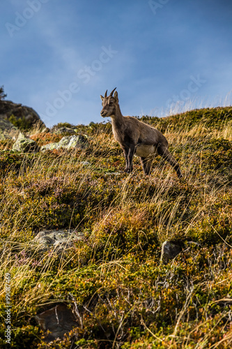 Cute Chamois Staying On The Steep Hill-Alps,France