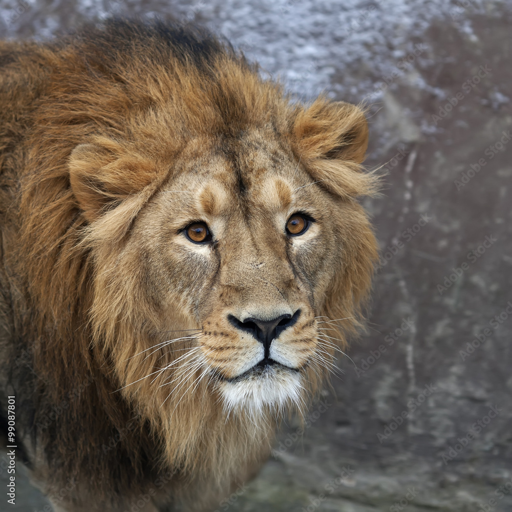 The head with shaggy mane of a lion. The young Asian lion on snow background. Winter cold is not bad weather for the King of beasts, the biggest cat of the world. Beauty of the wild nature.