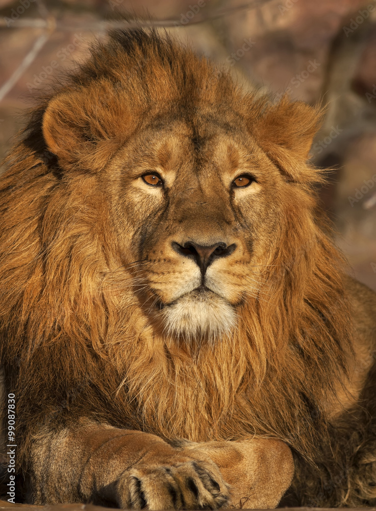 A young lion, lying in sunset light. Beauty of the wild nature. King of beasts, the biggest cat and the most dangerous raptor of the world. A portrait of the expressive animal.