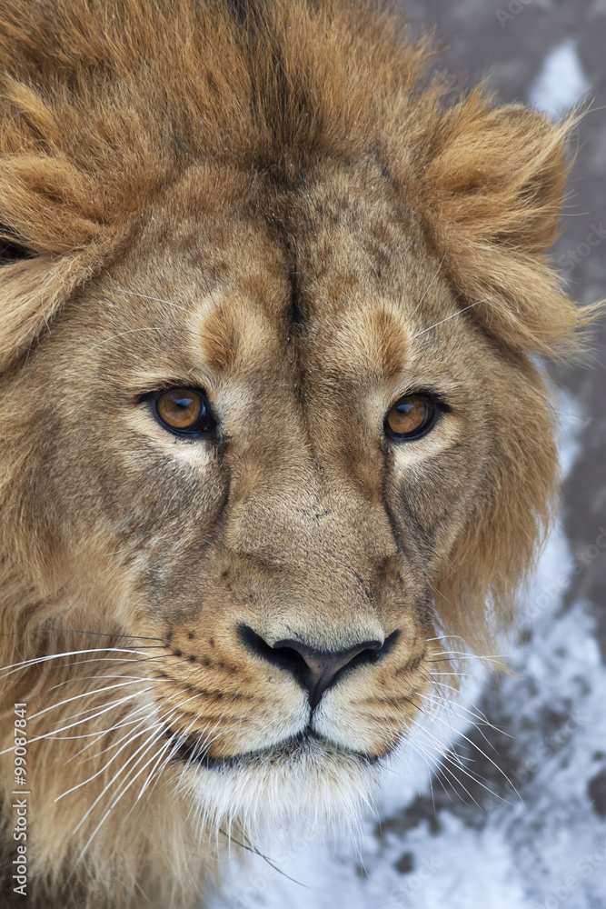 The head of a lion with snowflakes on his forehead. The young Asian lion on snow background. Winter cold is not bad weather for the King of beasts. Beauty of the wild nature. The head of a lion with snowflakes on his forehead. The young Asian lion on snow background. Winter cold is not bad weather for the King of beasts. Beauty of the wild nature.