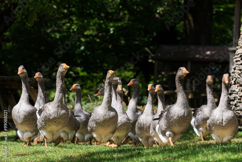 Foie gras geese at the goose farm