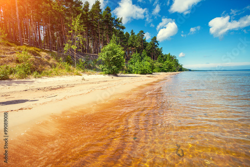 Baltic sea coast. Pine forest on the seashore photo