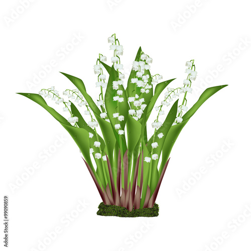 Fototapeta Naklejka Na Ścianę i Meble -  Lily of the valley