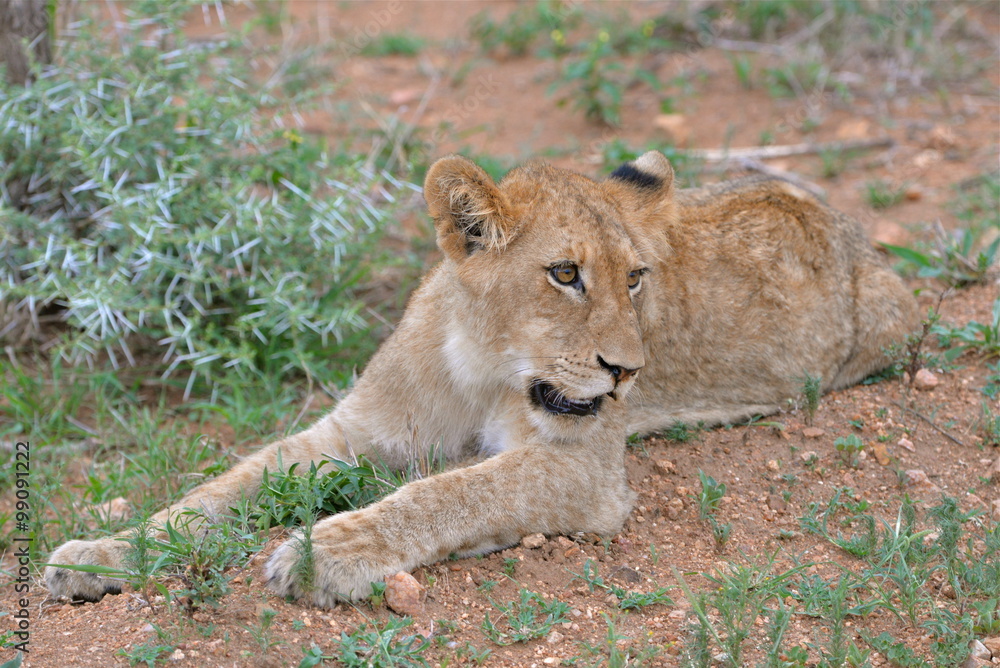 Lionceau, bébé lion, allongé Lionceau, bébé lion, allongé