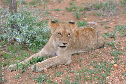 Lionceau Bebe Lion Allonge Stock Photo Adobe Stock Lionceau Bebe Lion Allonge Stock Photo Adobe Stock