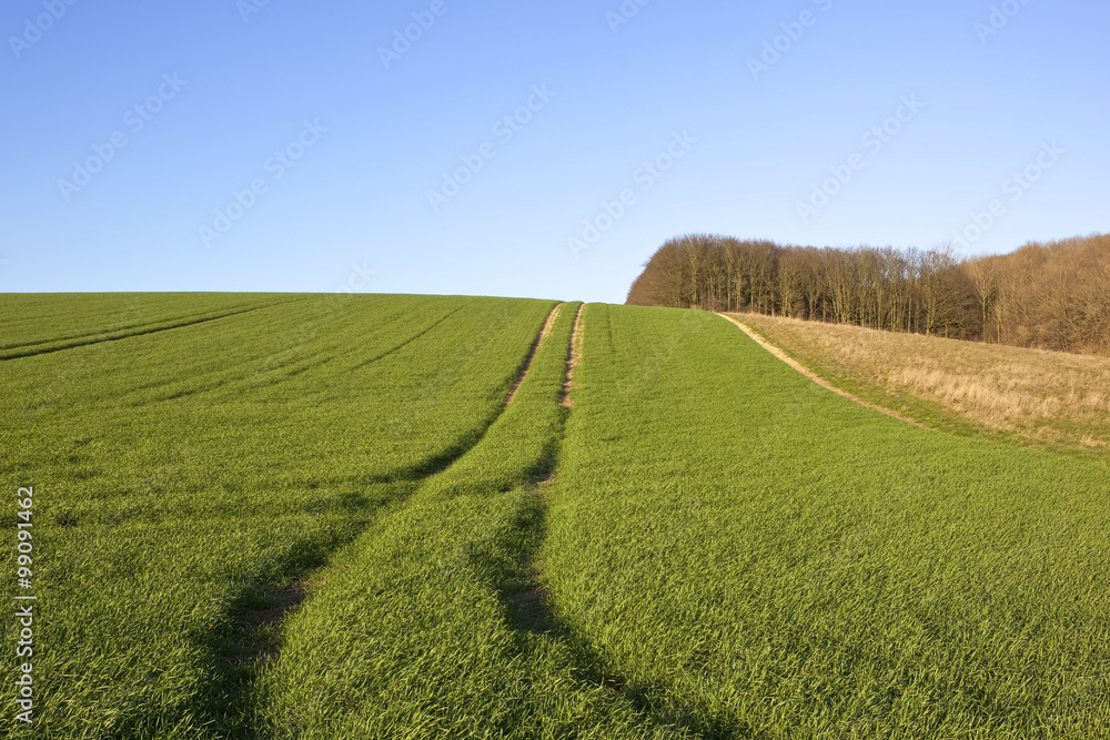 scenic wheat field