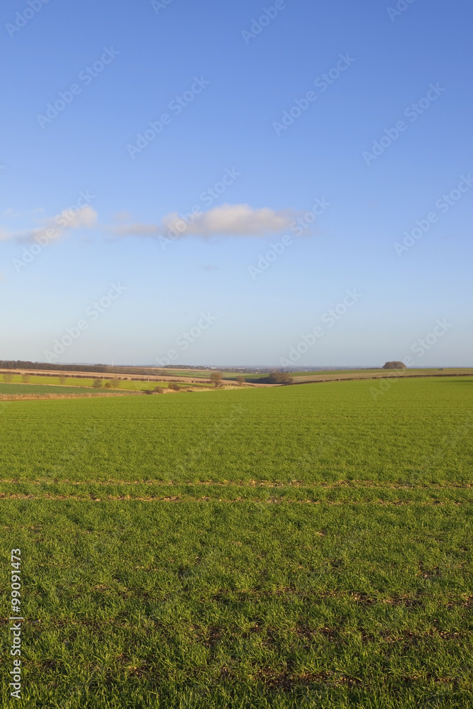 yorkshire wolds wheat fields