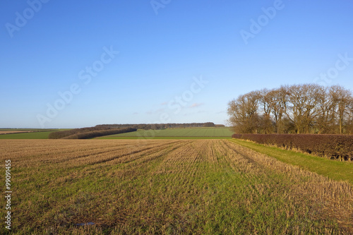 winter stubble field