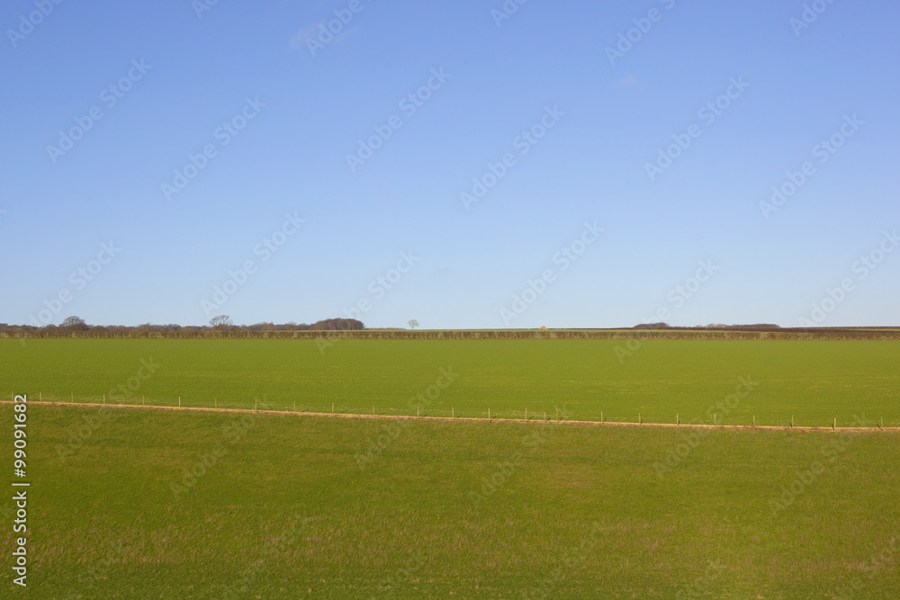 winter wheat fields