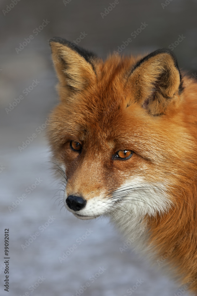 Face portrait of a red fox male, vulpes vulpes, on snow background. The head a beautiful forest wild beast. Smart look of a dodgy vulpes, skilled raptor and elegant animal. Cute and cuddly creature. Face portrait of a red fox male, vulpes vulpes, on snow background. The head a beautiful forest wild beast. Smart look of a dodgy vulpes, skilled raptor and elegant animal. Cute and cuddly creature.