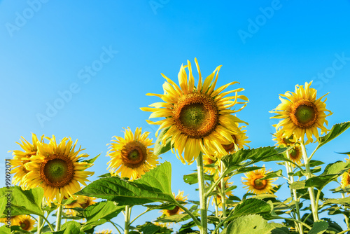 sunflowers in the field with blue sky