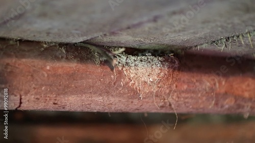 Swallow feeds nestlings. Swallow feeds its chicks in the nest. The chicks in the nest. Swallow made a nest in the cowhouse photo