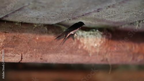 Swallow feeds its chicks in the nest. Swallow feeds nestlings. Little bird sits on a twig and looks around. The chicks in the nest. Swallow made a nest in the cowhouse photo