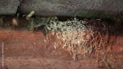 Swallow chicks in the nest. Nestlings inside the nest. Swallow made a nest in the cowhouse photo