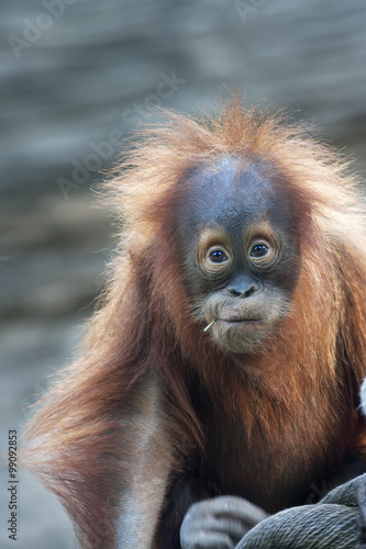Stare of an orangutan baby with a twig in his mouth. A little great ape is going to be an alpha male. Human like monkey cub in shaggy red fur. Beauty of the wildlife.