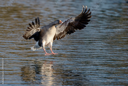 Greylag Goose, goose © Maciej Olszewski