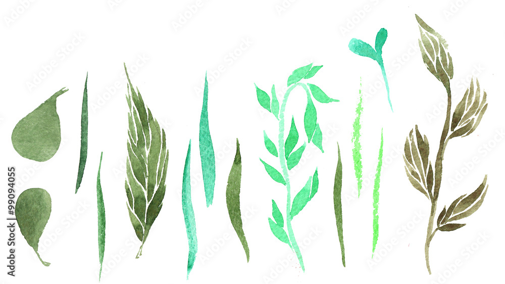 set of plant elements painted watercolor liar - leaf, petal , pi set of plant elements painted watercolor liar - leaf, petal , pi